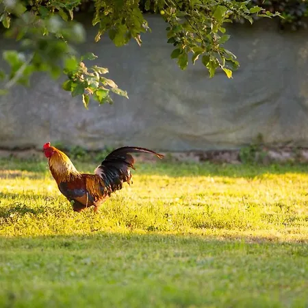 Antico Brolo 维琴察